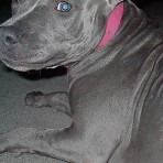 Leila